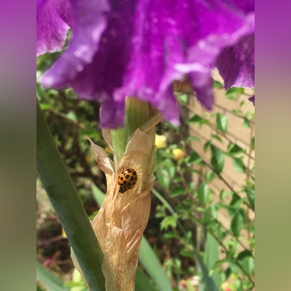 Meet your Posher, Amy Kathleen ๐ Posh Ambassador ๐ - Picture 10 of 10